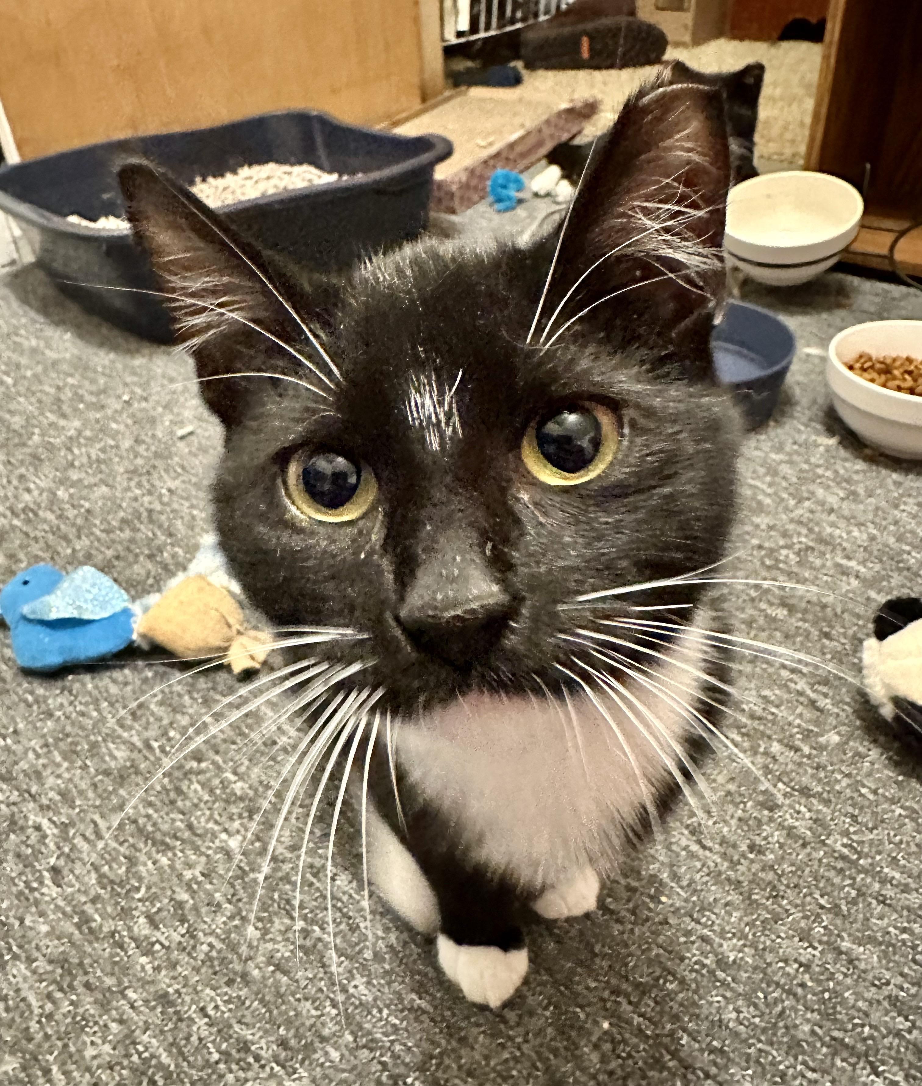 Enlarge Puddles, a Adoptable Domestic Short Hair in Pittsburgh, PA image 4/6