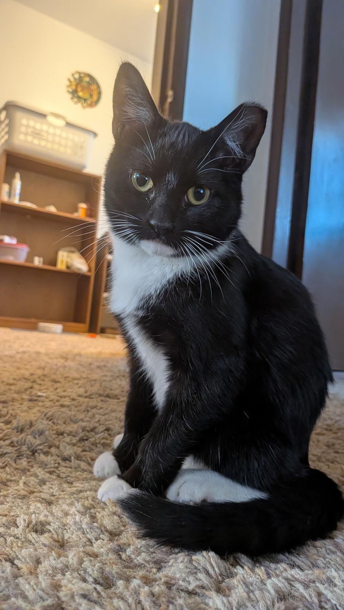 Enlarge Puddles, a Adoptable Domestic Short Hair in Pittsburgh, PA image 5/6