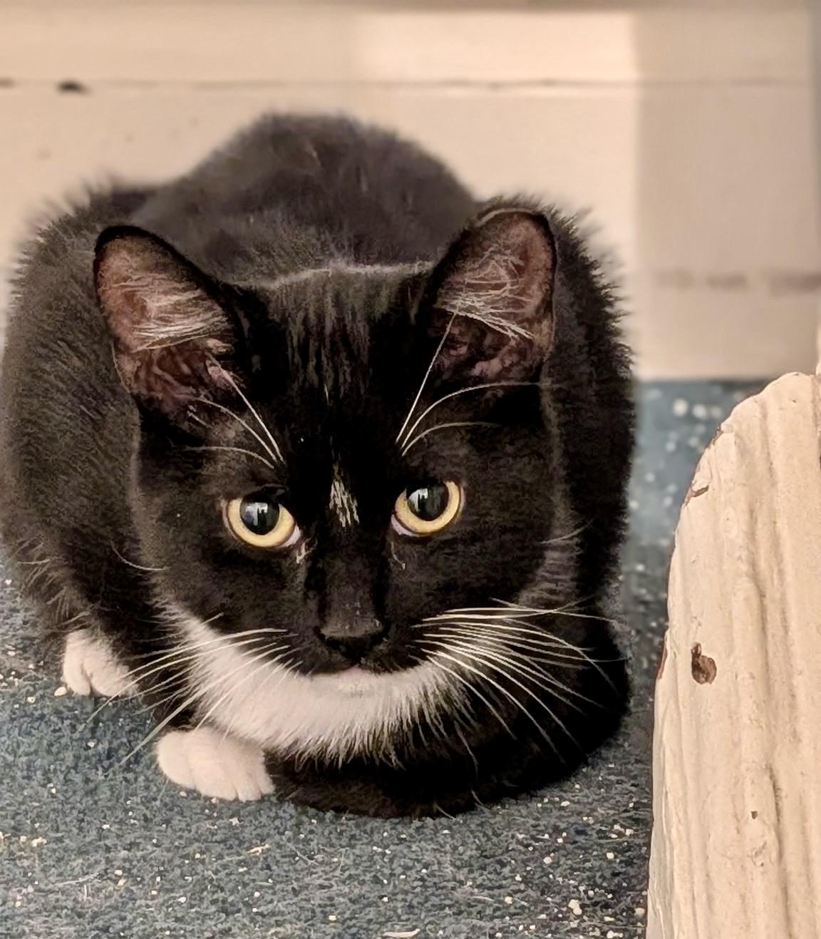 Enlarge Puddles, a Adoptable Domestic Short Hair in Pittsburgh, PA image 6/6