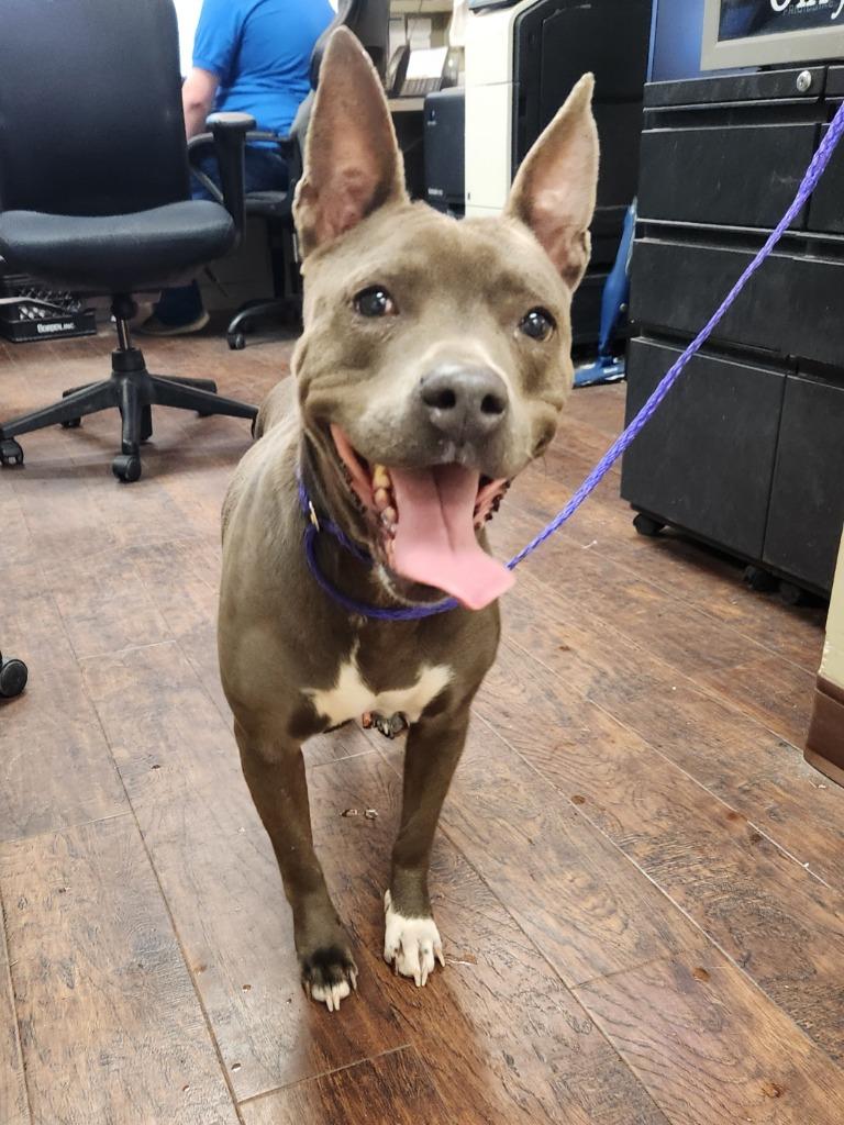 Dog Kennel #27  T.T., Adoptable, Adult Female Pit Bull Terrier & Mixed Breed.