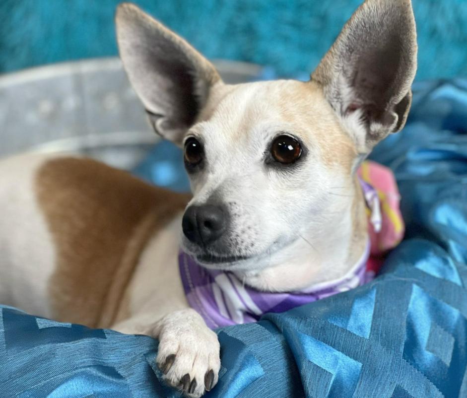 Miss Kippy - 3 steady paws, beauty and grace!