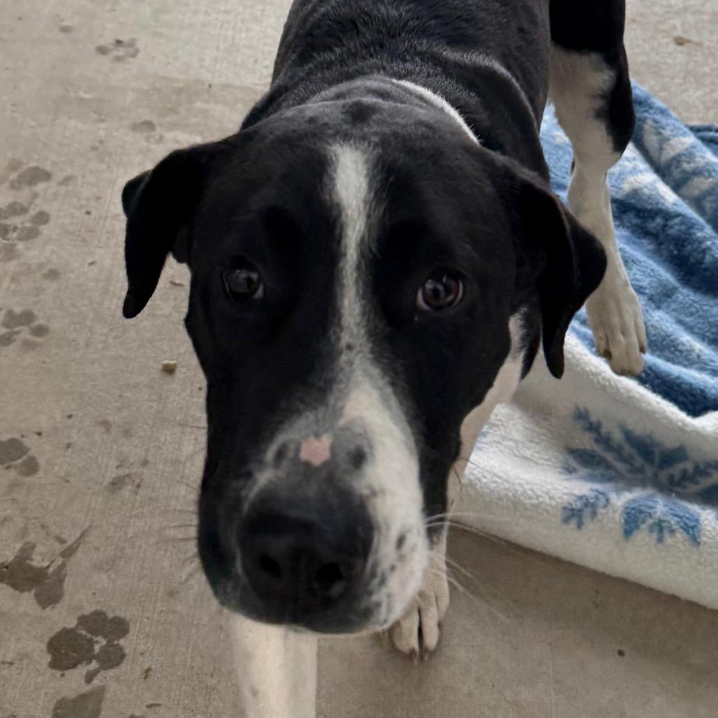 Enlarge Otis, a Adoptable mixed breed in Cedaredge, CO image 1/6