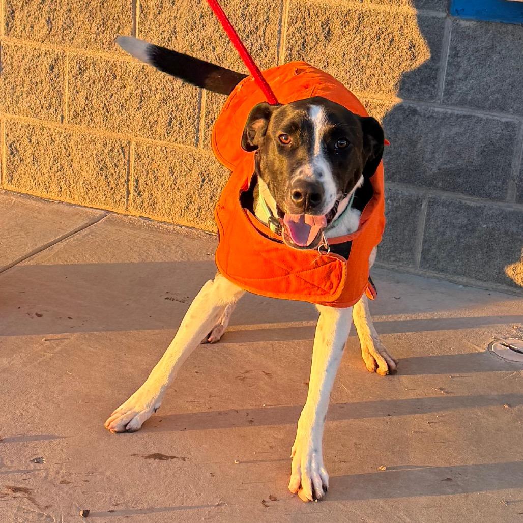 Enlarge Otis, a Adoptable mixed breed in Cedaredge, CO image 2/6