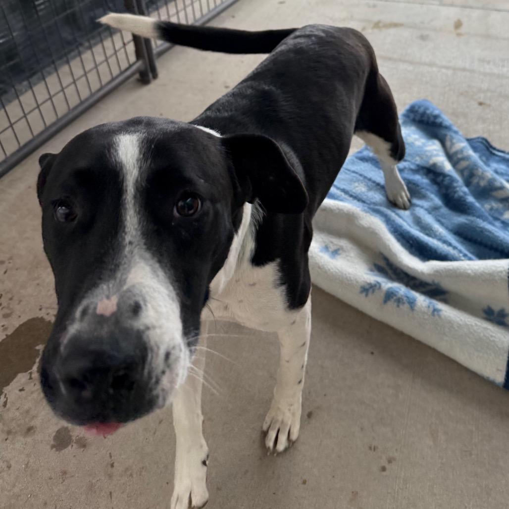 Enlarge Otis, a Adoptable mixed breed in Cedaredge, CO image 3/6
