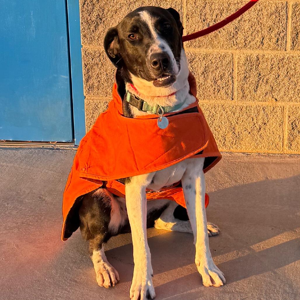 Enlarge Otis, a Adoptable mixed breed in Cedaredge, CO image 6/6