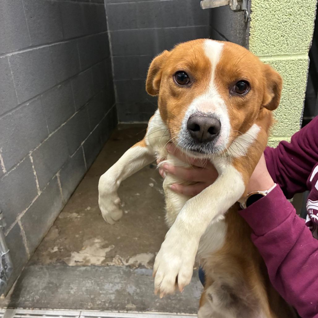 Beethoven, Adoptable, Adult Male Mixed Breed.