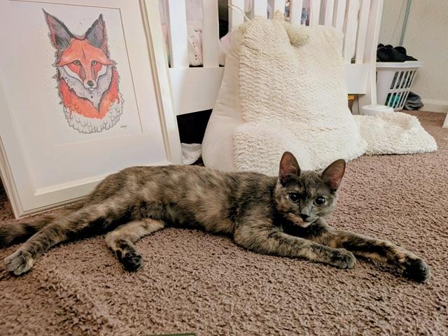 Emerald, ADOPTABLE, Young Female Domestic Short Hair.