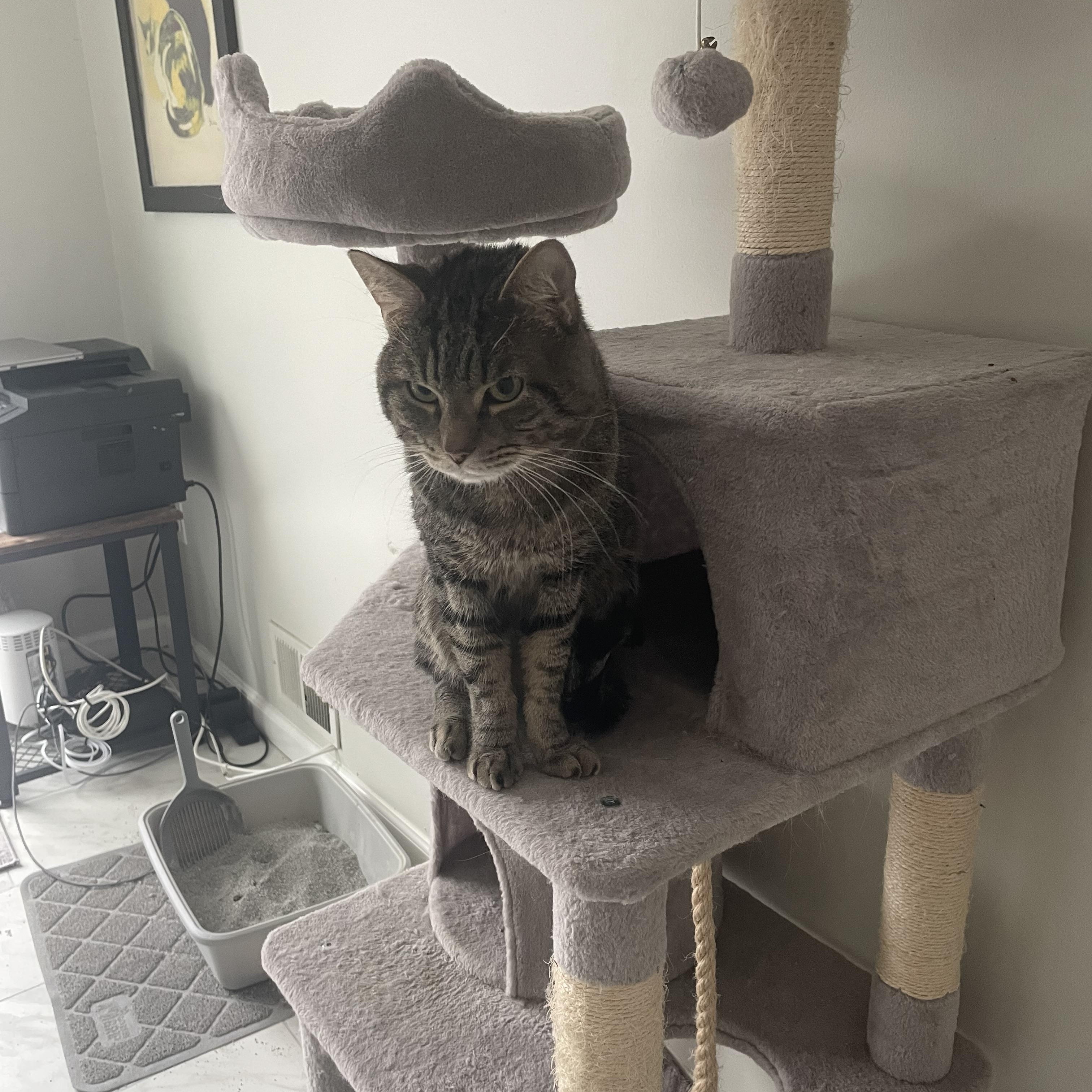 Oliver- birdcage cat, a Adoptable Domestic Short Hair in Staten Island, NY image 4/6