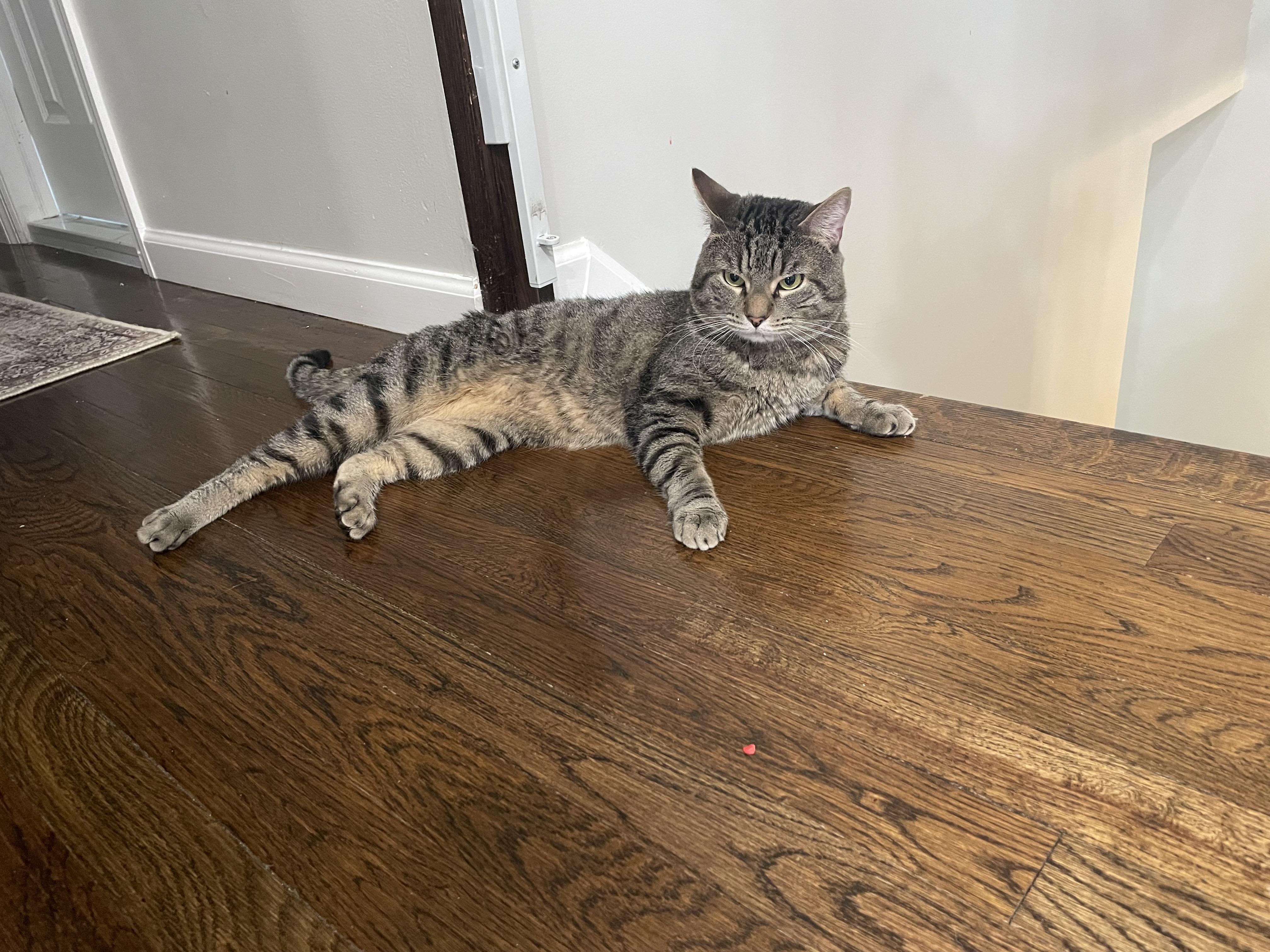 Oliver- birdcage cat, a Adoptable Domestic Short Hair in Staten Island, NY image 2/6