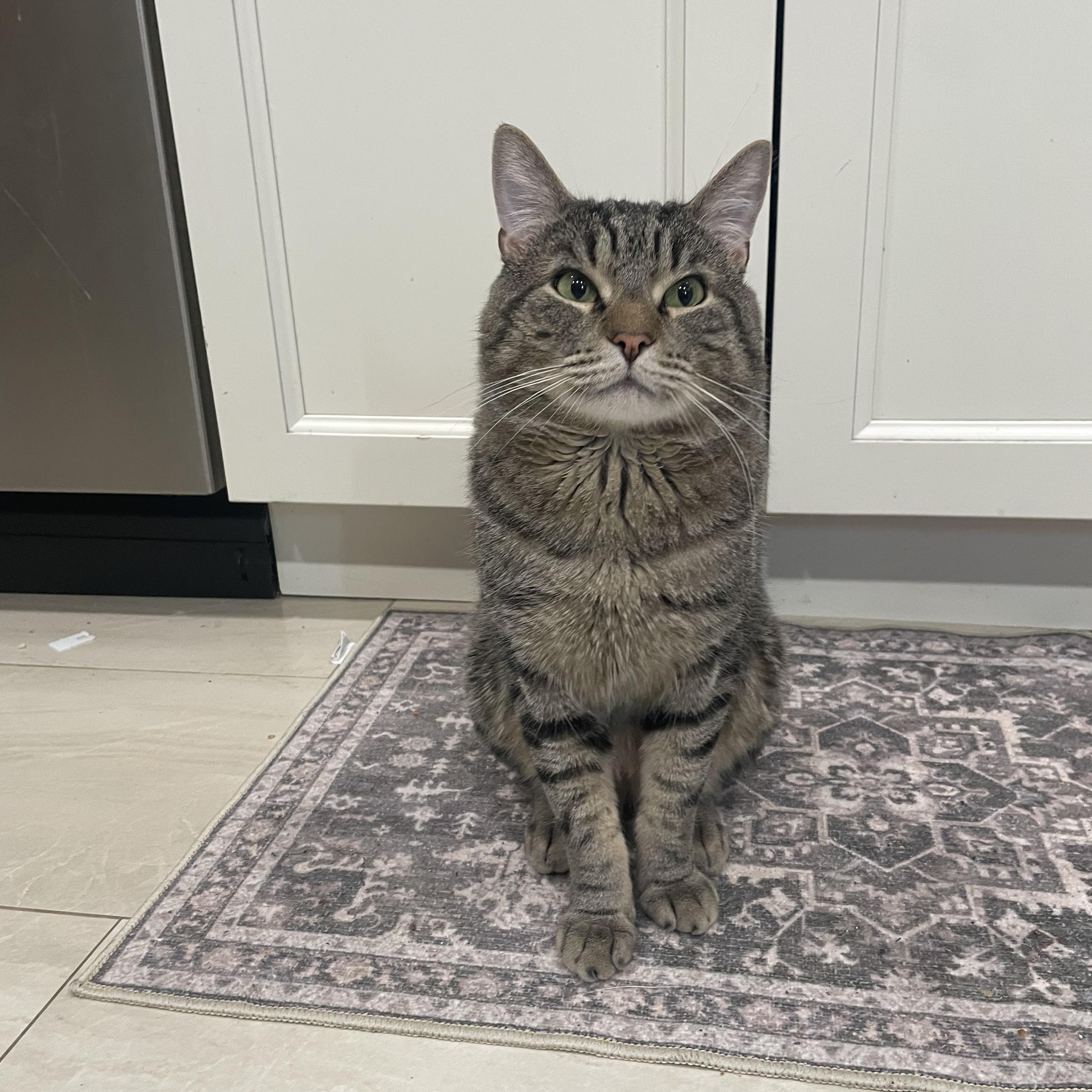 Oliver- birdcage cat, a Adoptable Domestic Short Hair in Staten Island, NY image 1/6