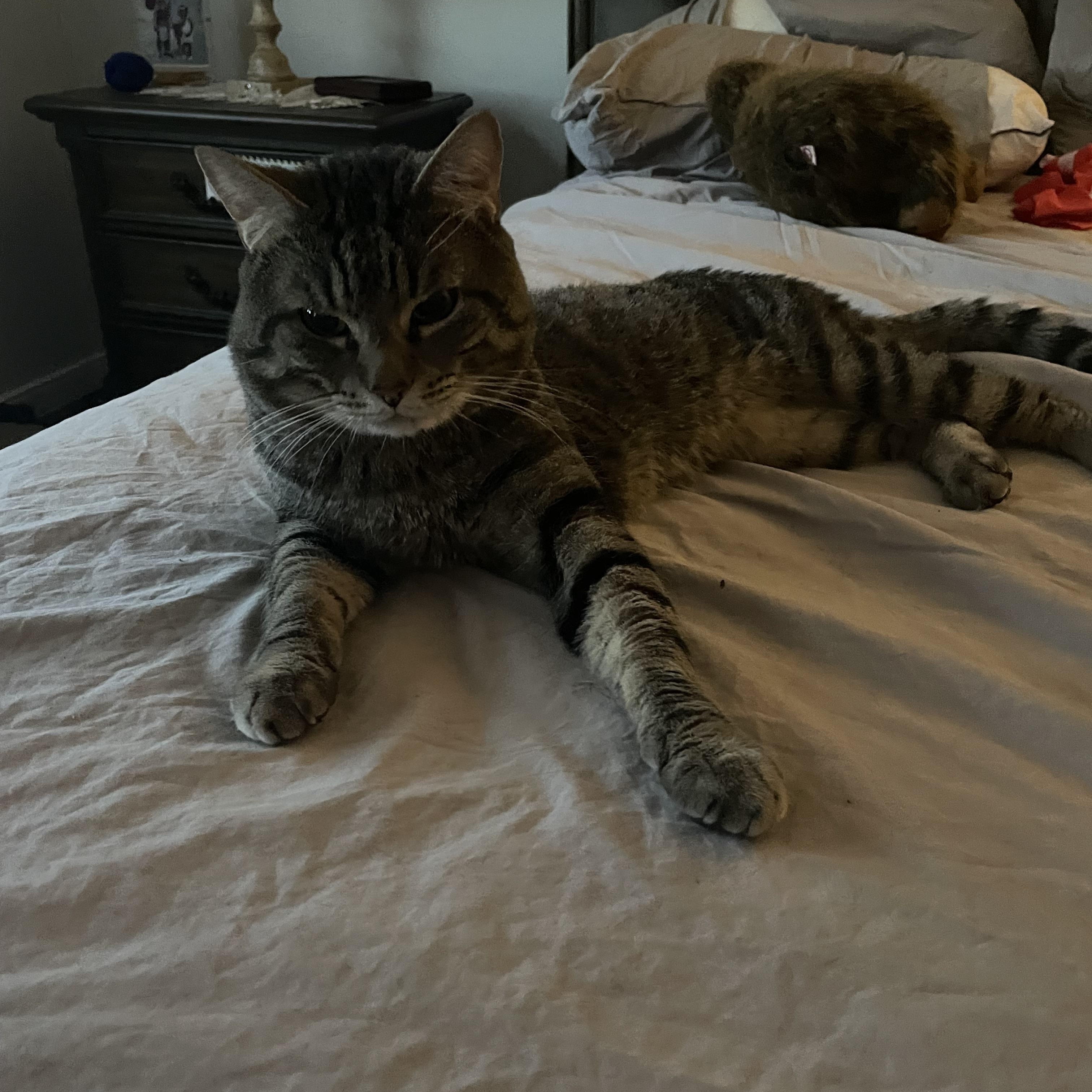 Oliver- birdcage cat, a Adoptable Domestic Short Hair in Staten Island, NY image 5/6