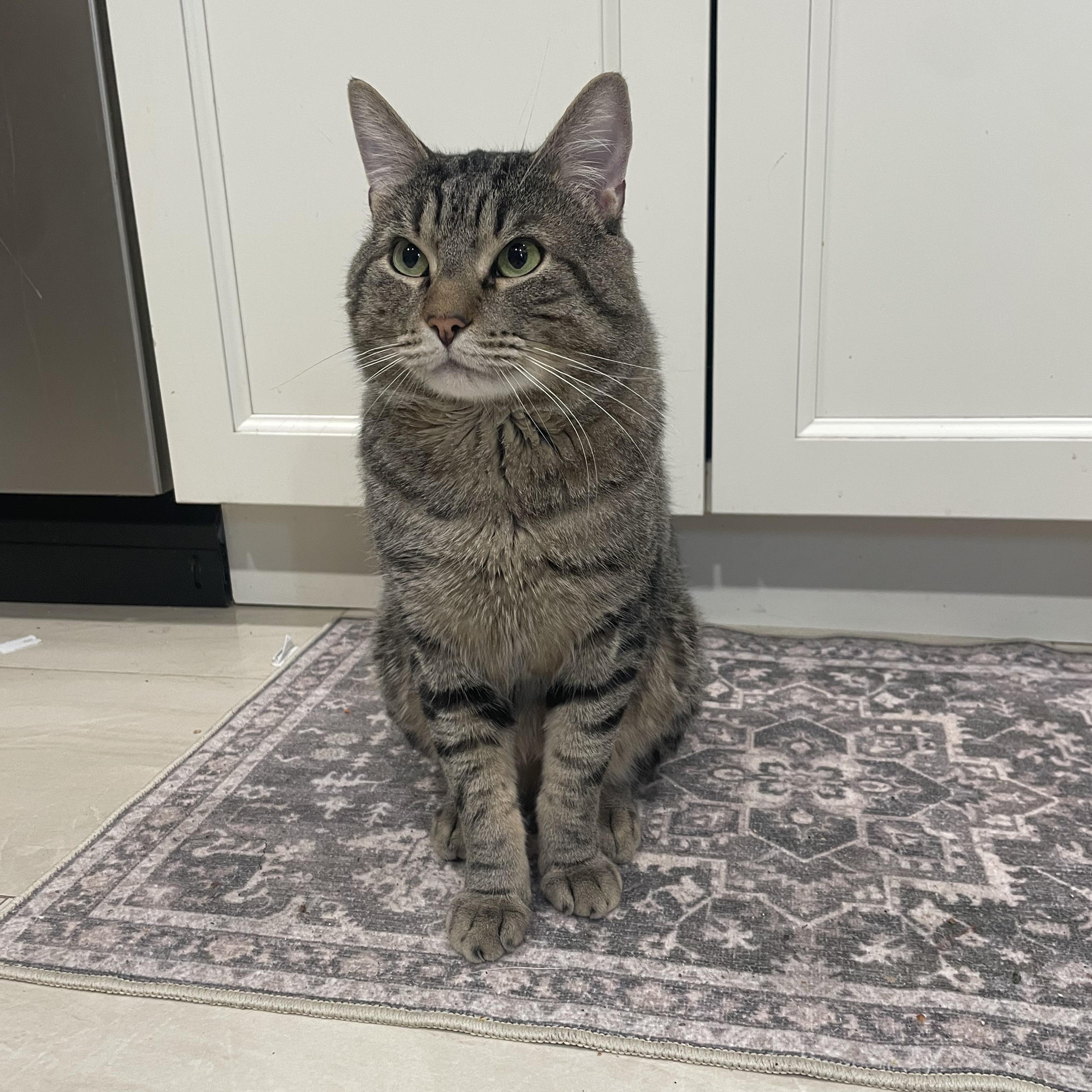 Oliver- birdcage cat, a Adoptable Domestic Short Hair in Staten Island, NY image 6/6
