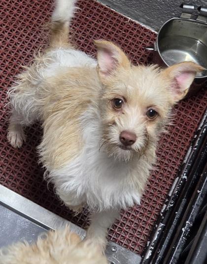Maeve, Adoptable, Puppy Female Chihuahua & Mixed Breed.