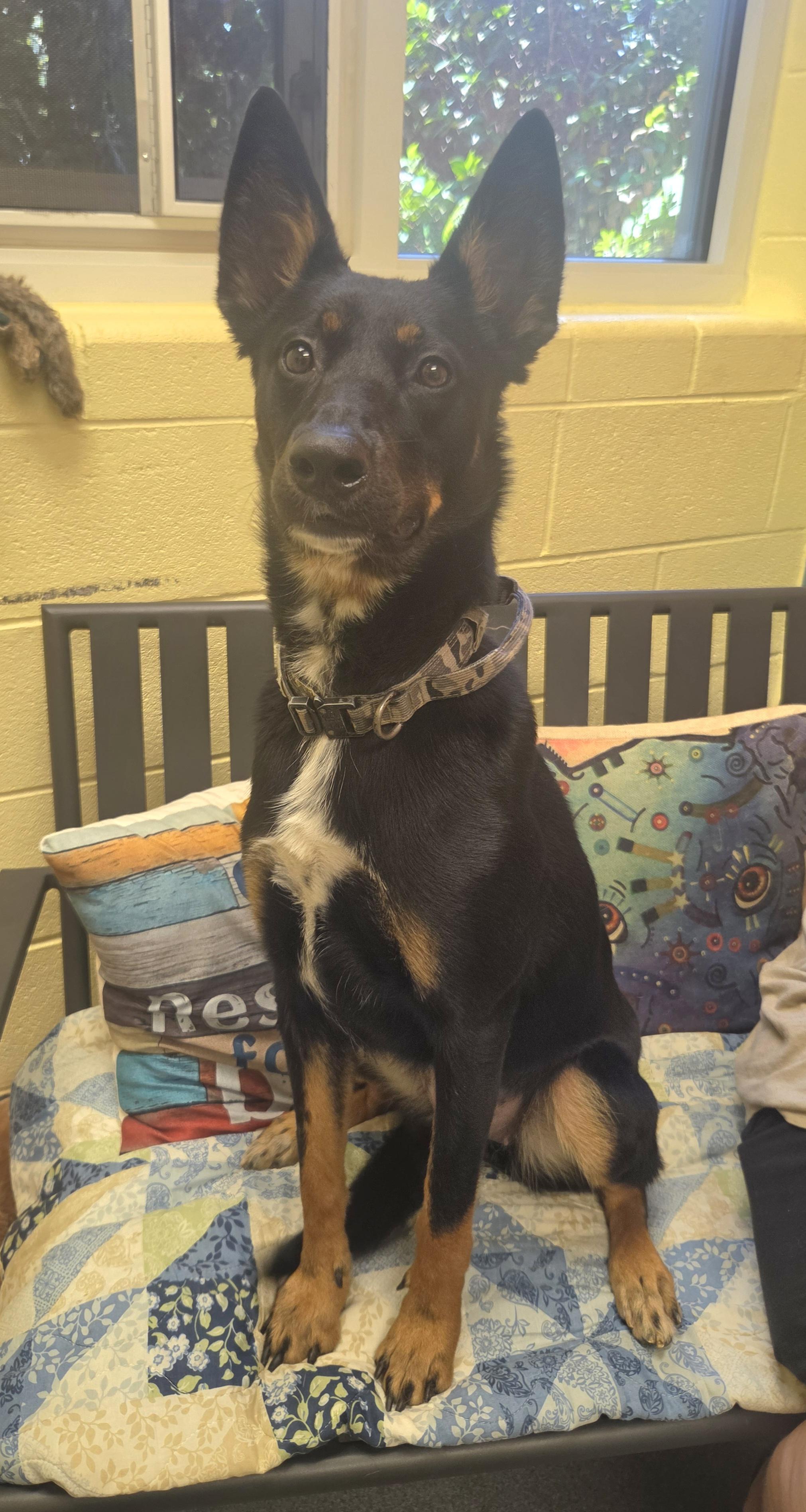 Moonie (Moonshine) - PENDING, a ADOPTABLE mixed breed in Amherst, VA image 6/6