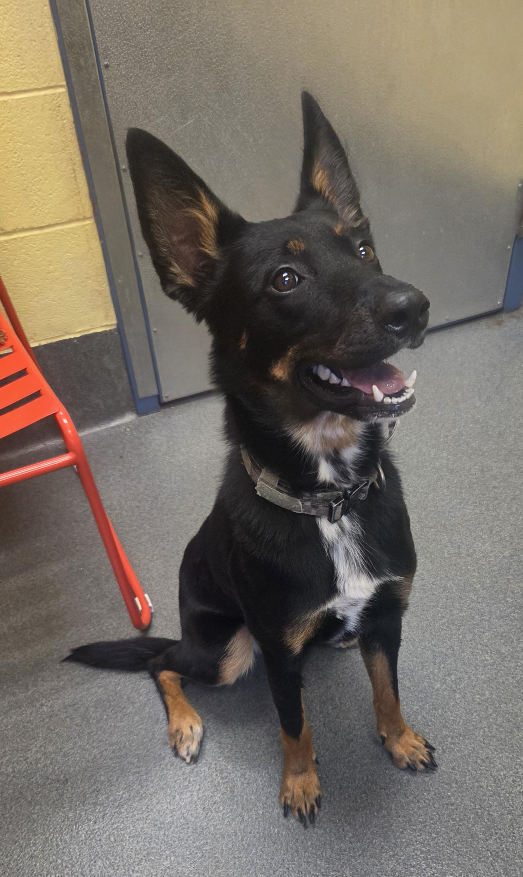 Moonie (Moonshine) - PENDING, a ADOPTABLE mixed breed in Amherst, VA image 4/6