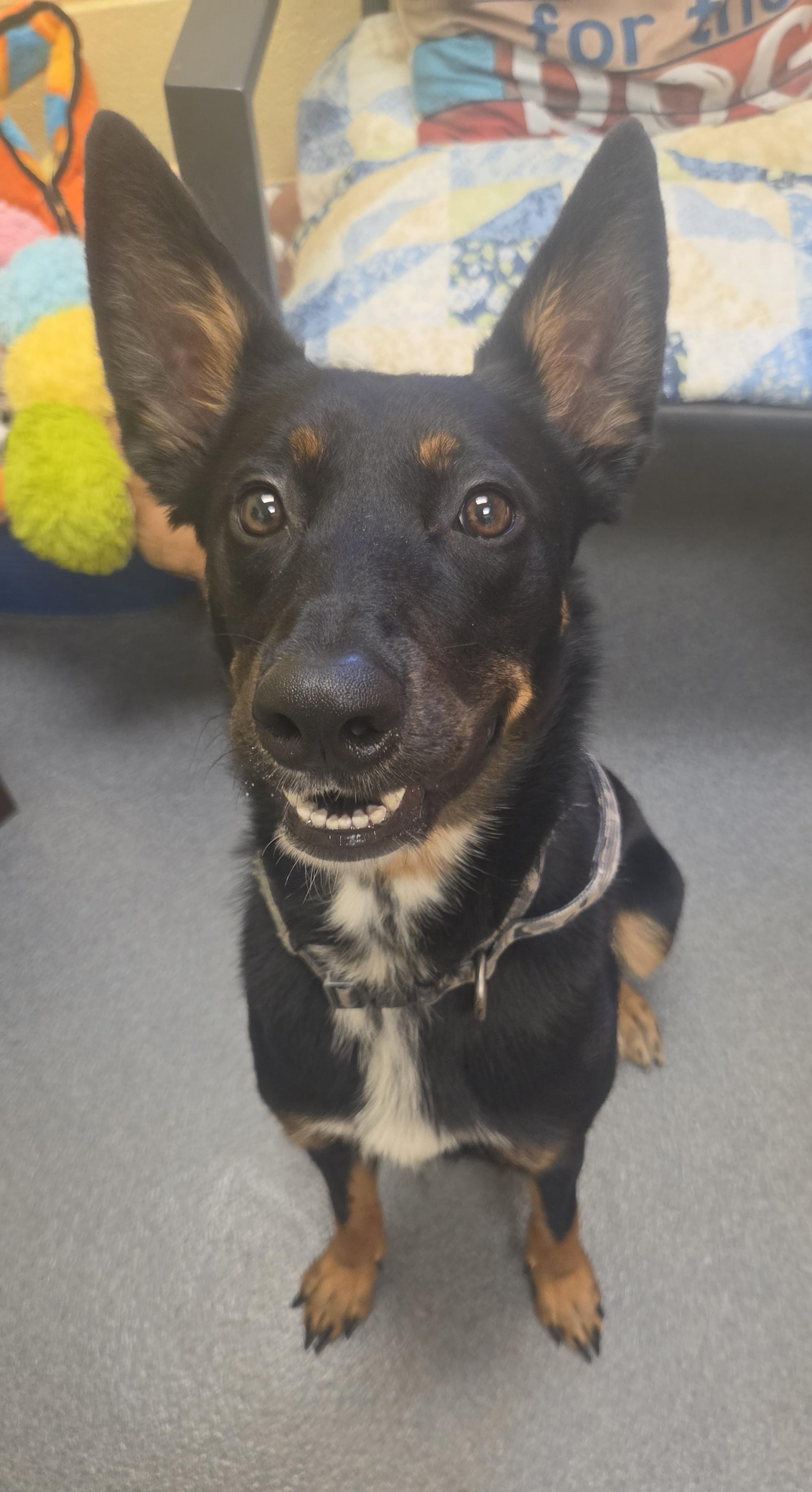 Moonie (Moonshine) - PENDING, a ADOPTABLE mixed breed in Amherst, VA image 1/6