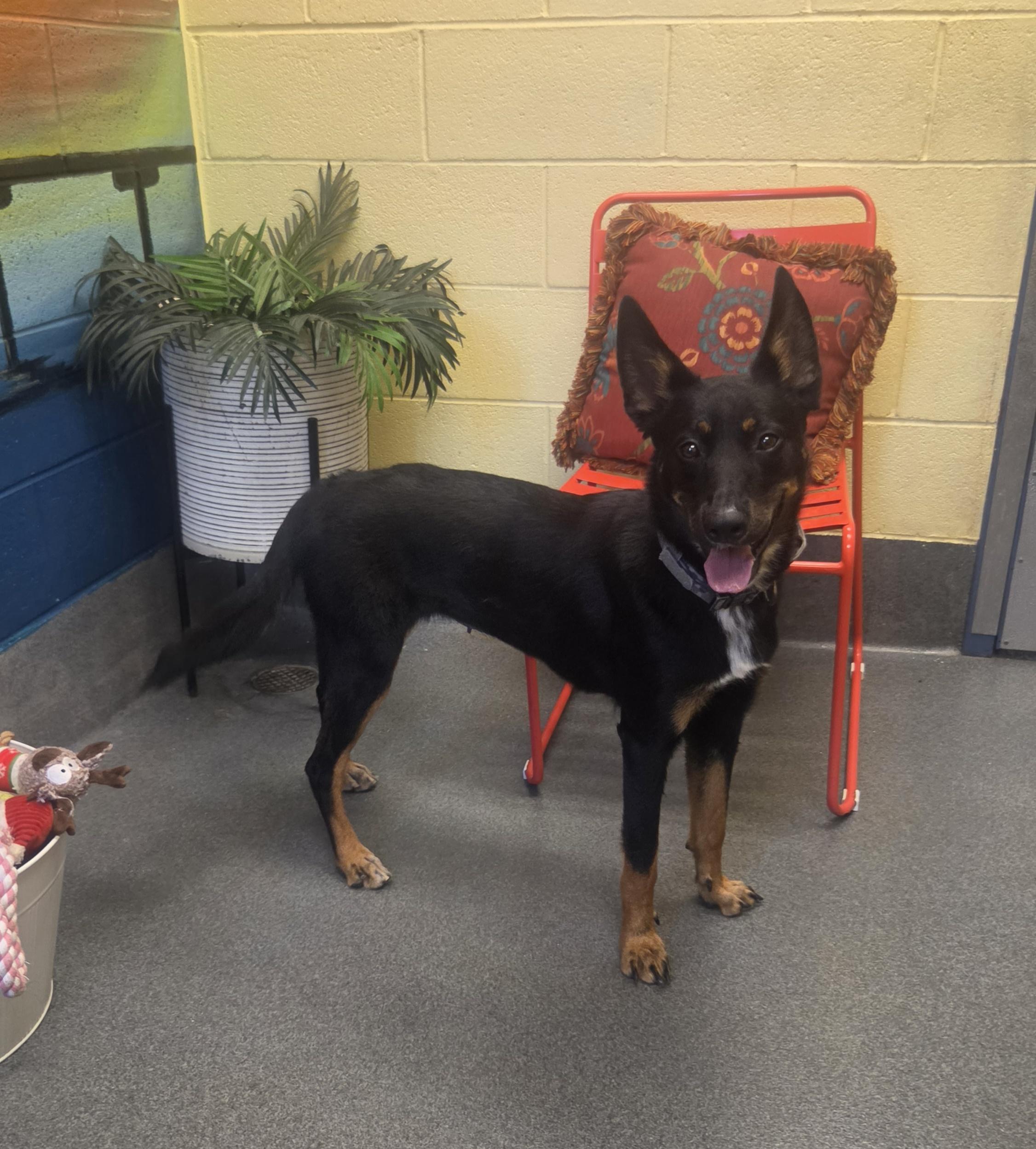 Moonie (Moonshine) - PENDING, a ADOPTABLE mixed breed in Amherst, VA image 5/6