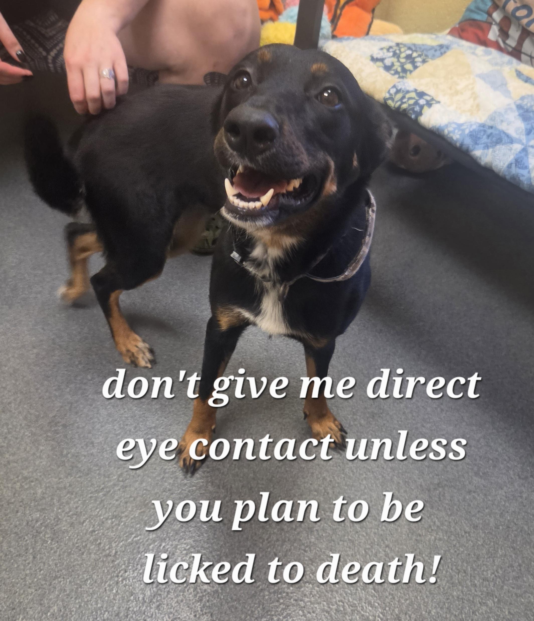 Moonie (Moonshine) - PENDING, a ADOPTABLE mixed breed in Amherst, VA image 3/6