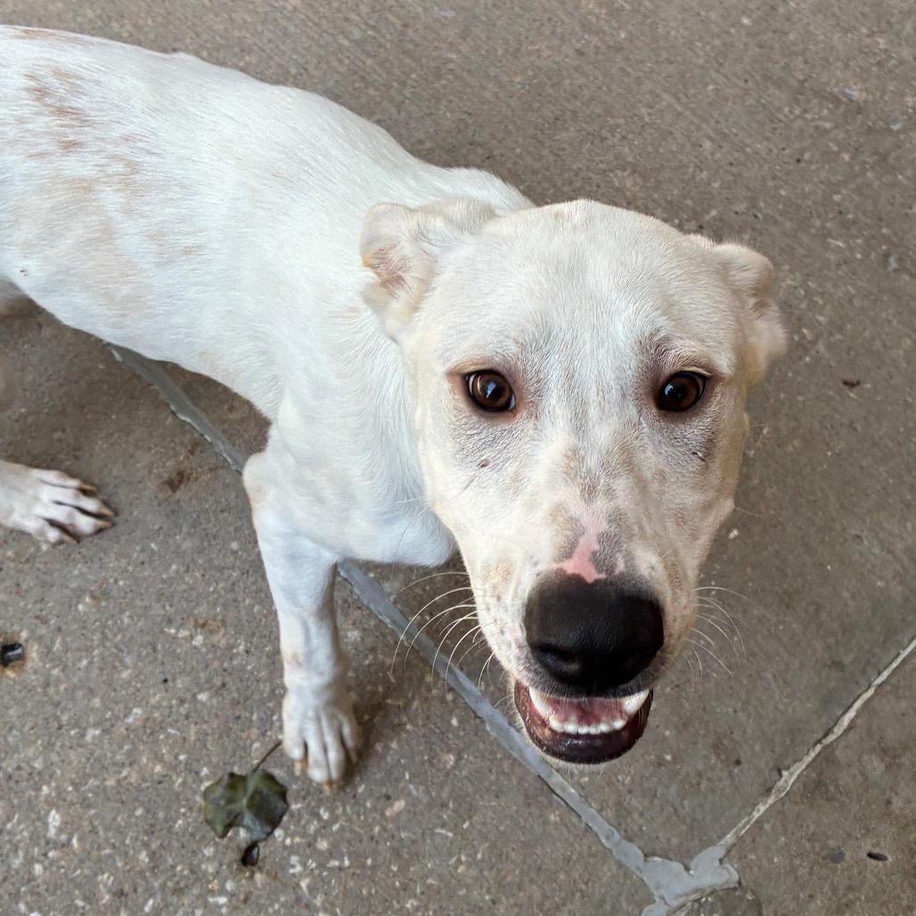 Enlarge Manny, a Adoptable mixed breed in Tulsa, OK image 1/6
