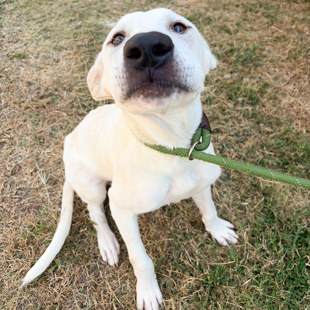 Enlarge Manny, a Adoptable mixed breed in Tulsa, OK image 2/6
