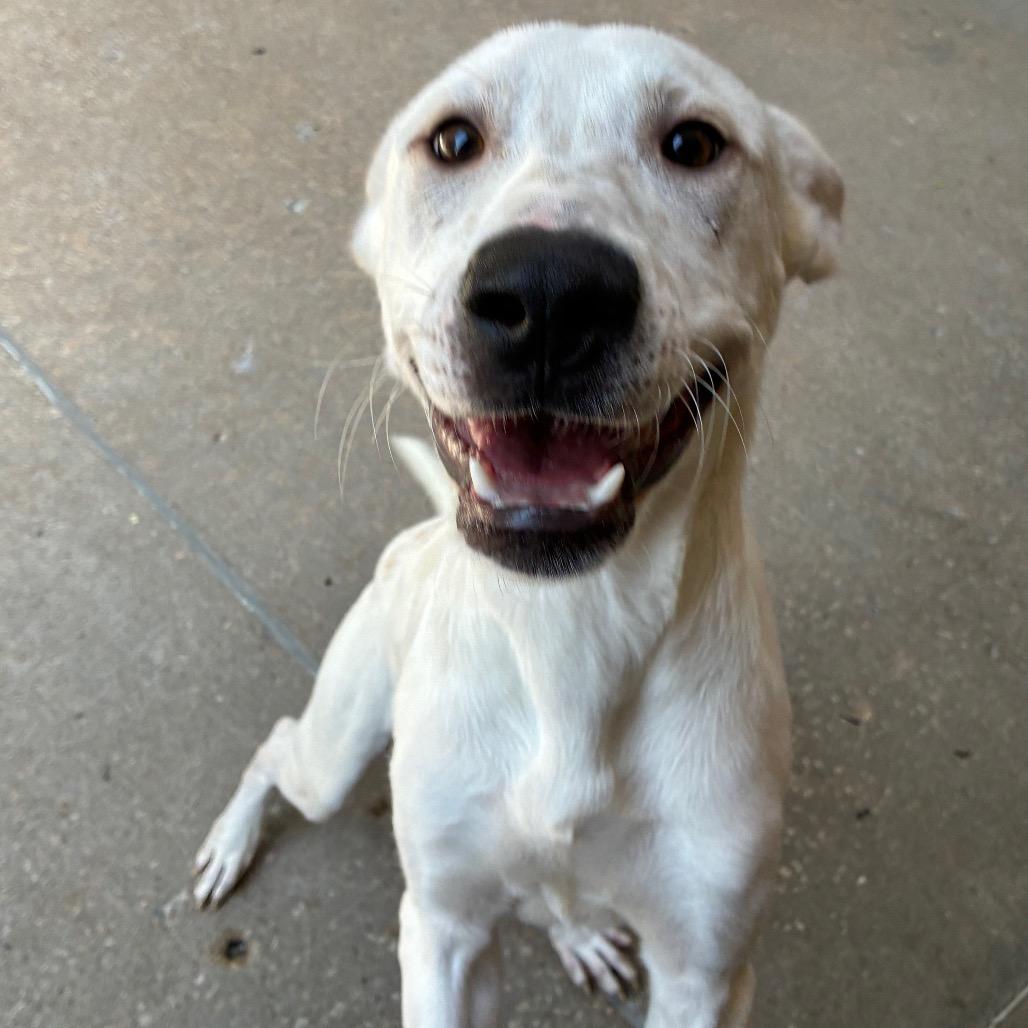 Enlarge Manny, a Adoptable mixed breed in Tulsa, OK image 3/6