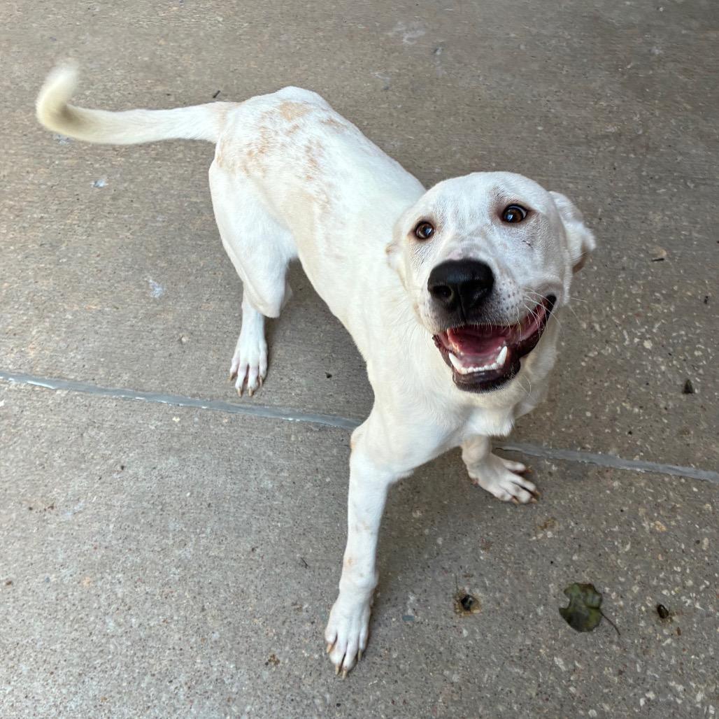 Enlarge Manny, a Adoptable mixed breed in Tulsa, OK image 4/6