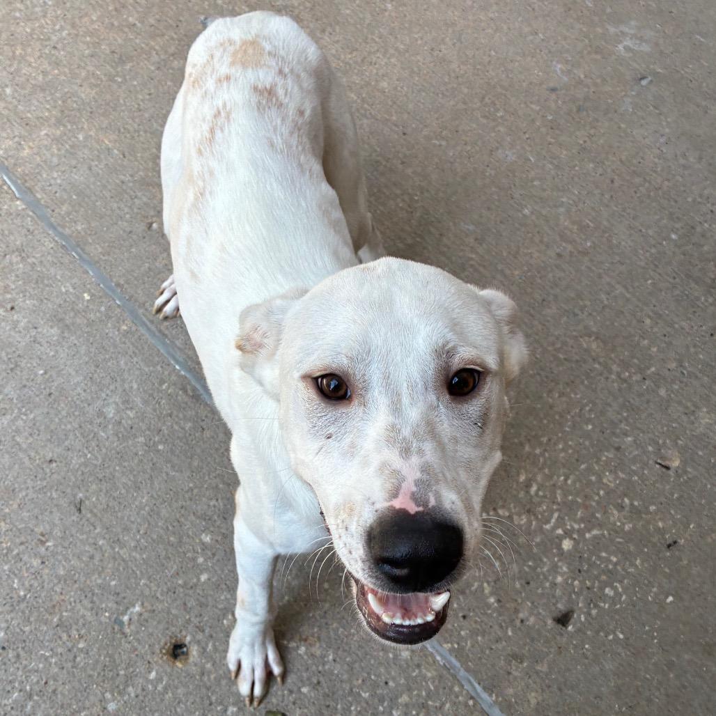 Enlarge Manny, a Adoptable mixed breed in Tulsa, OK image 5/6