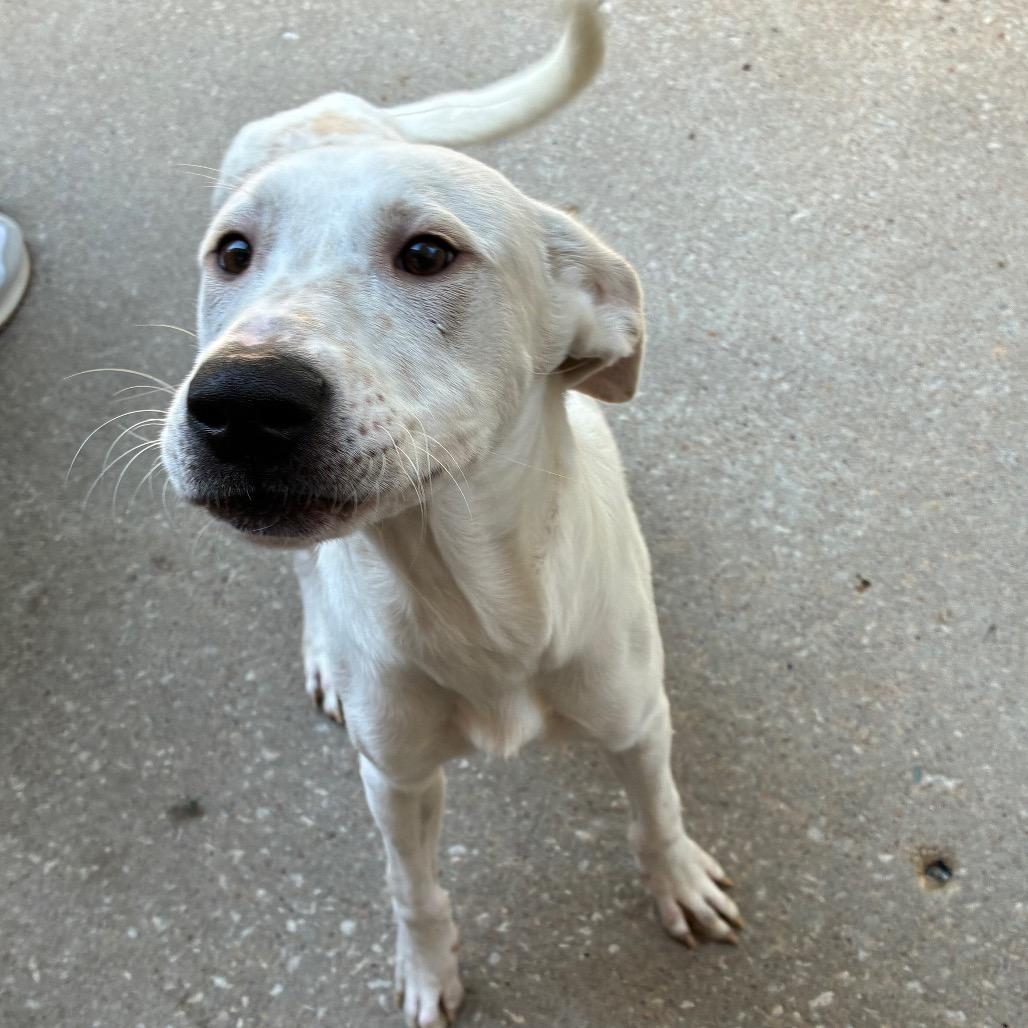 Enlarge Manny, a Adoptable mixed breed in Tulsa, OK image 6/6