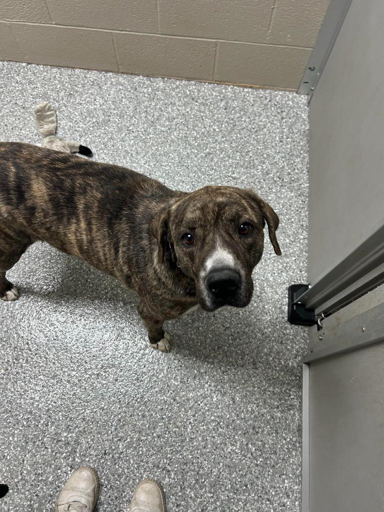 Runner, Adoptable, Adult Male Staffordshire Bull Terrier.