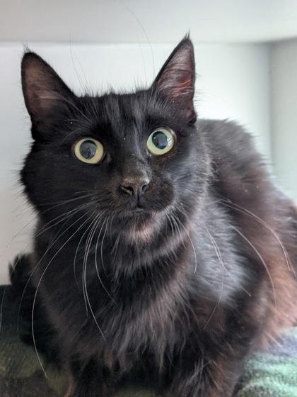 Sabrina, Adoptable, Adult Female Domestic Medium Hair & Domestic Short Hair.