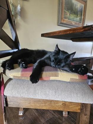Enlarge Sabrina, a Adoptable mixed breed in Divide, CO image 2/2