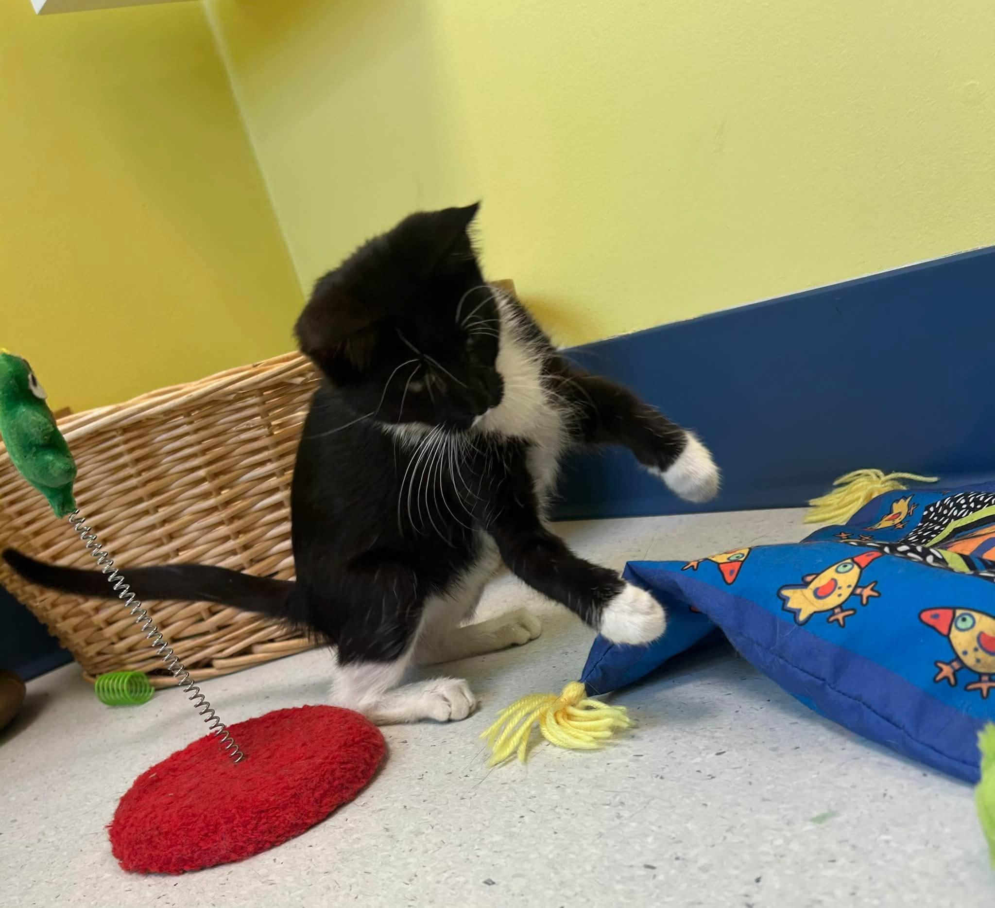 Enlarge Pippa, a ADOPTABLE Domestic Short Hair in Milton, MA image 4/4