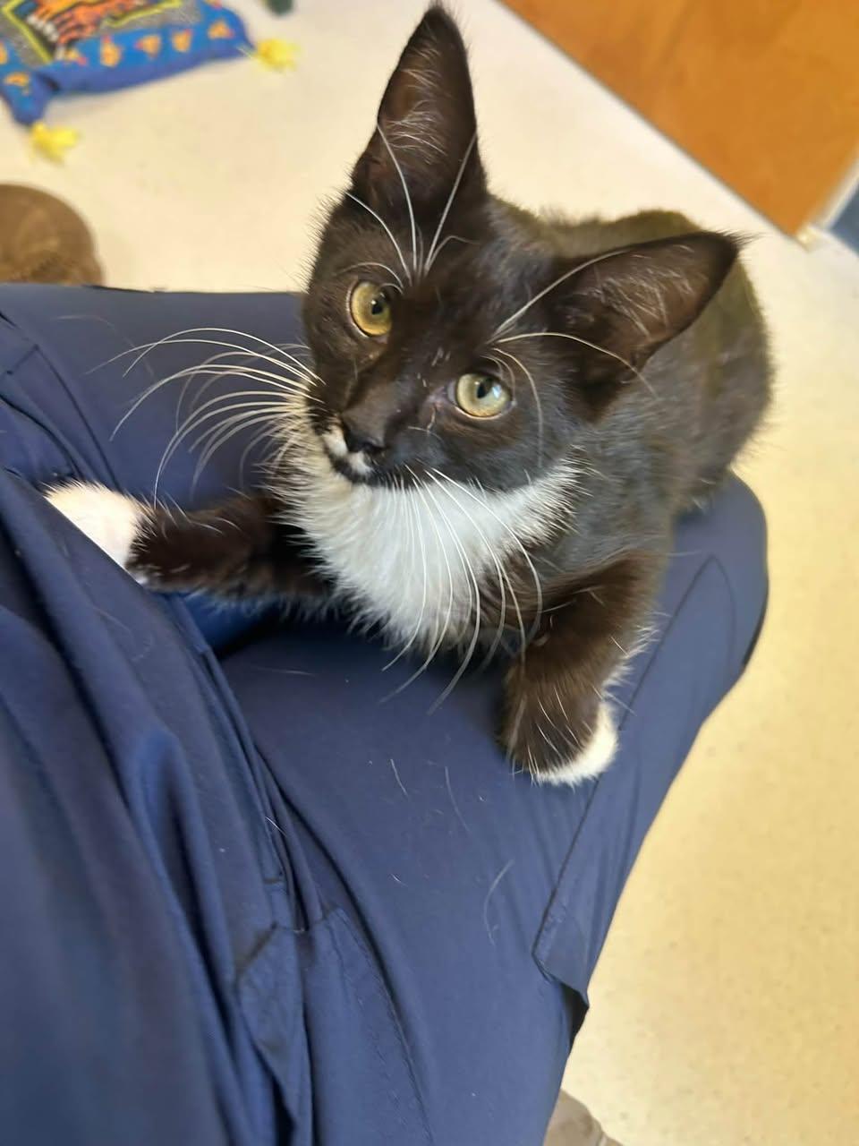 Enlarge Pippa, a ADOPTABLE Domestic Short Hair in Milton, MA image 2/4