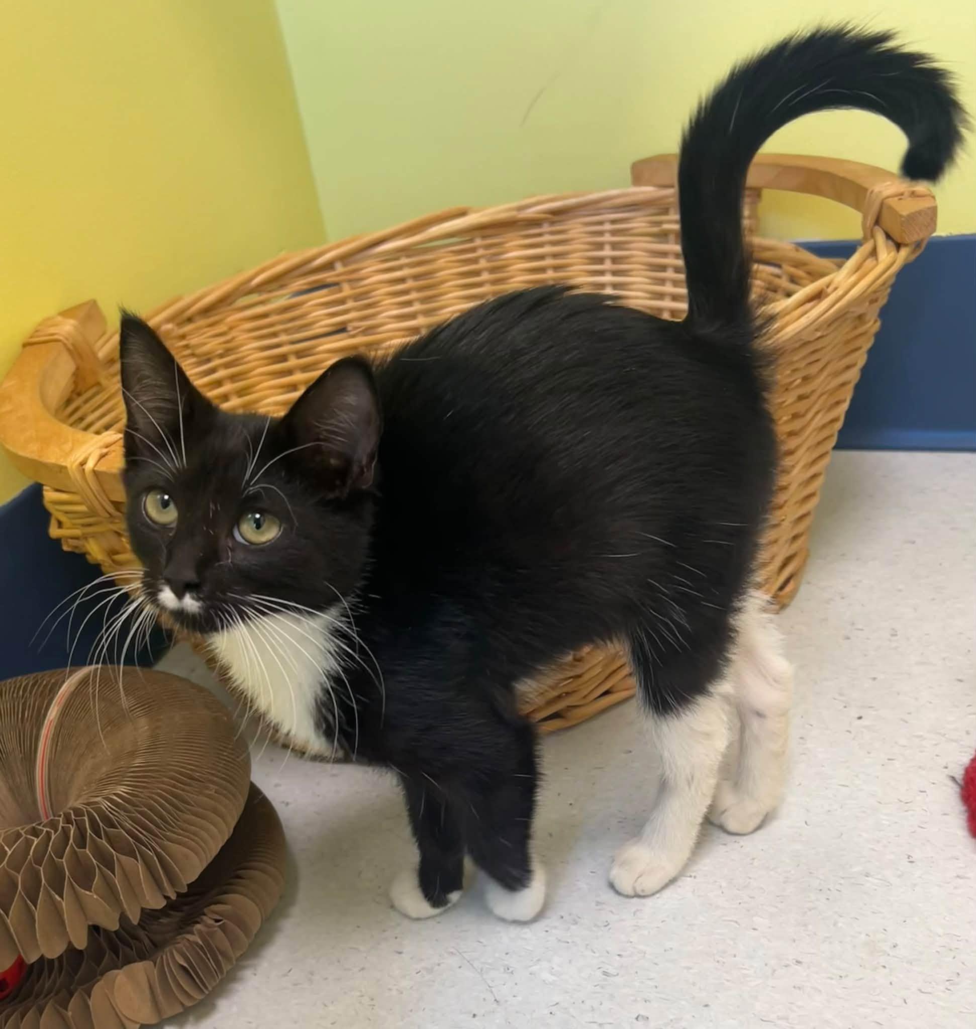 Pippa, ADOPTABLE, Young Female Domestic Short Hair.