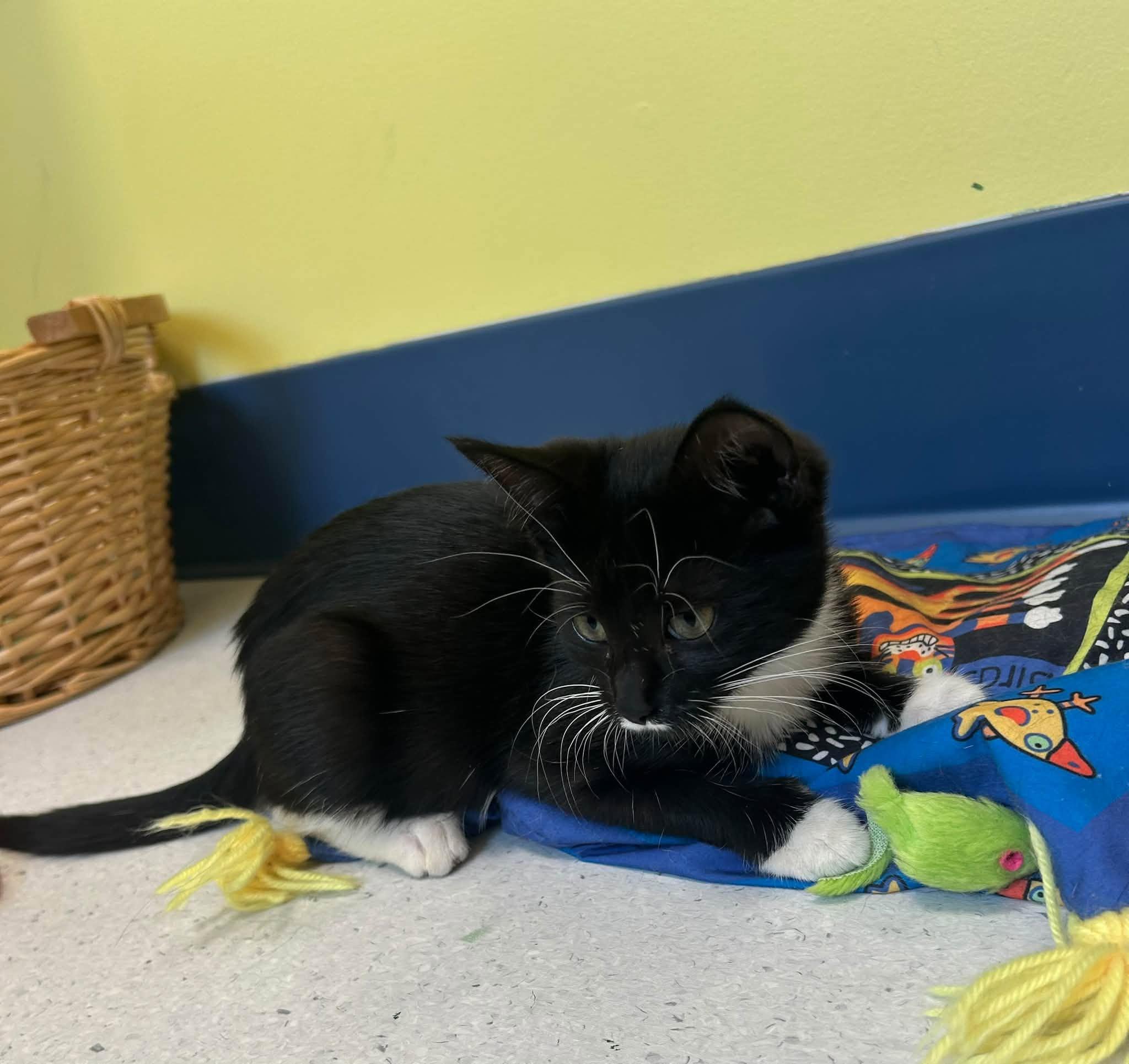 Enlarge Pippa, a ADOPTABLE Domestic Short Hair in Milton, MA image 3/4