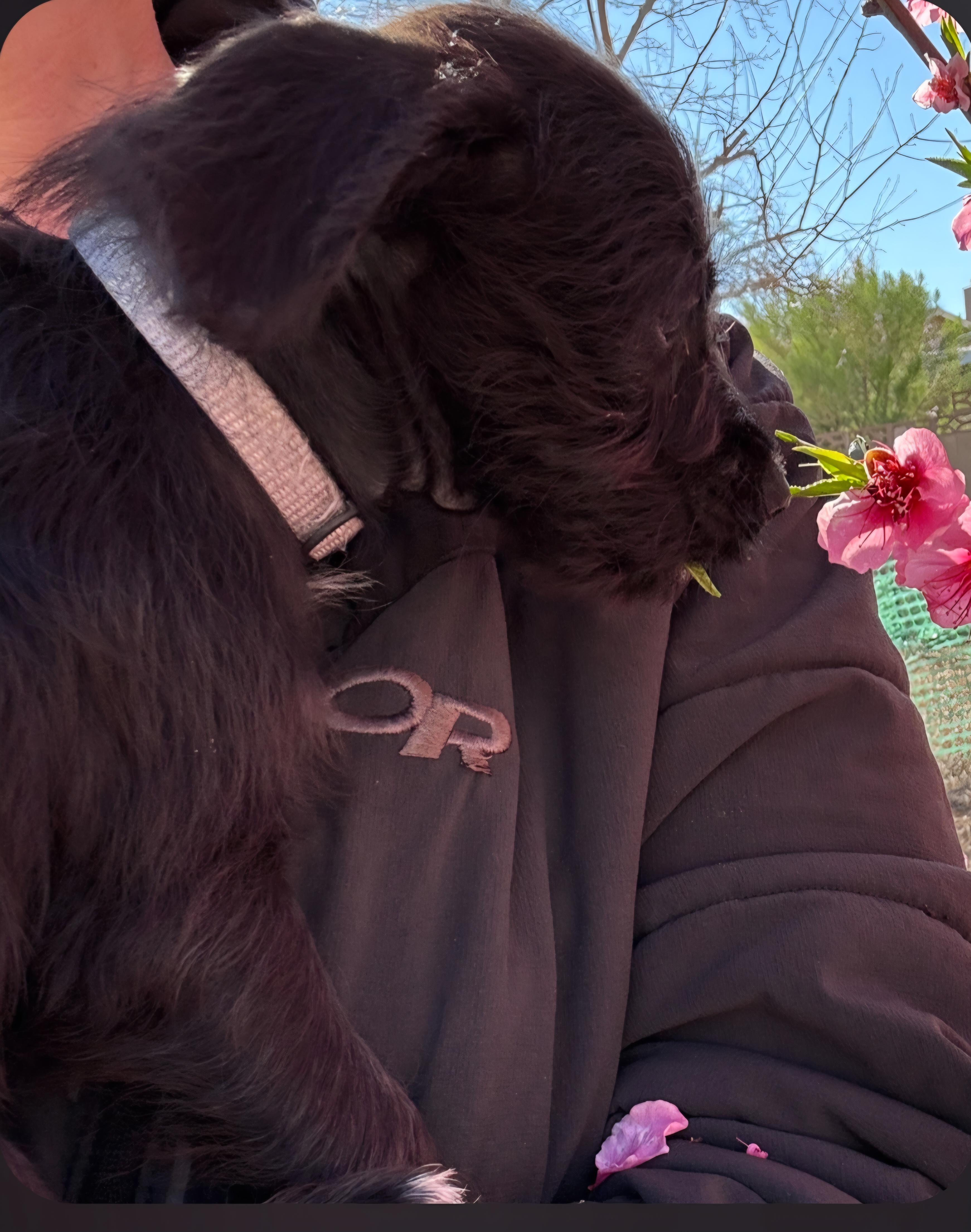 Mister , a ADOPTABLE mixed breed in Lancaster, CA image 2/2