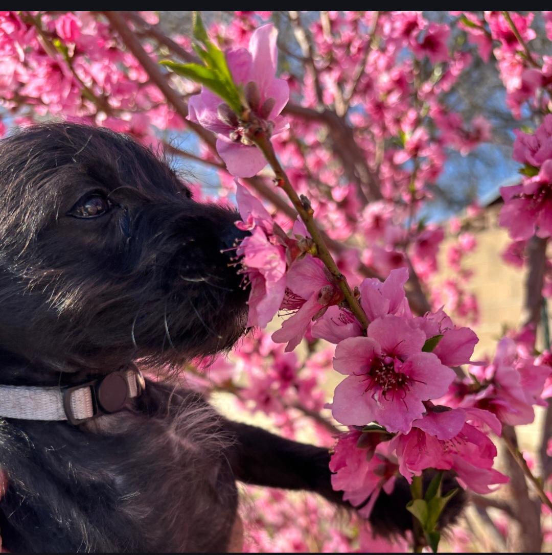 Mister , ADOPTABLE, Puppy Male Miniature Schnauzer & Yorkshire Terrier.
