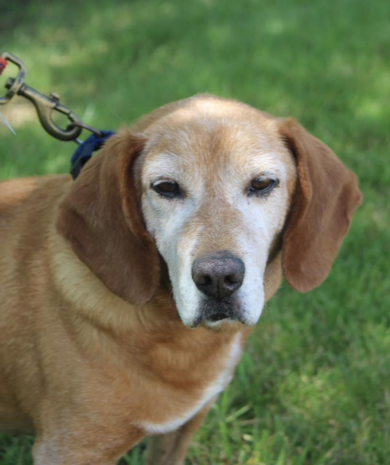Enlarge Butterscotch, a Adoptable Beagle in Stuarts Draft, VA image 1/6