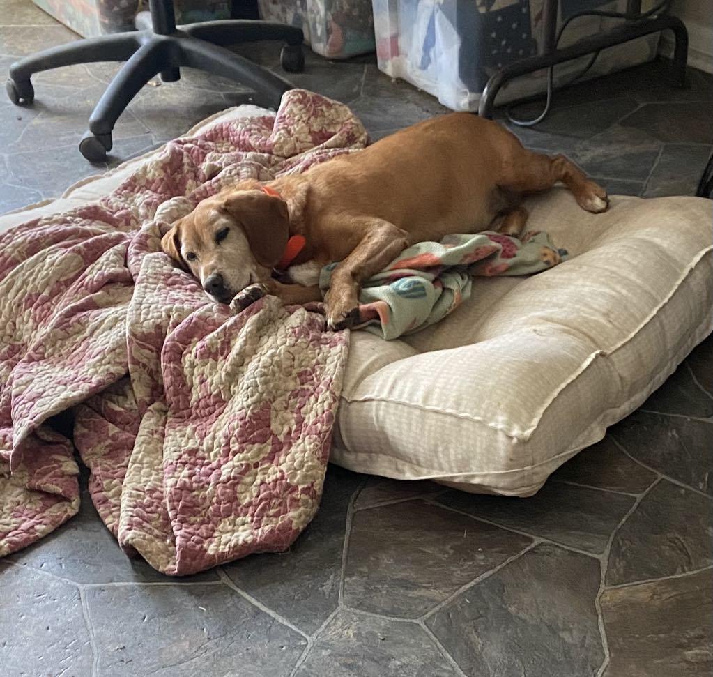 Enlarge Butterscotch, a Adoptable Beagle in Stuarts Draft, VA image 2/6