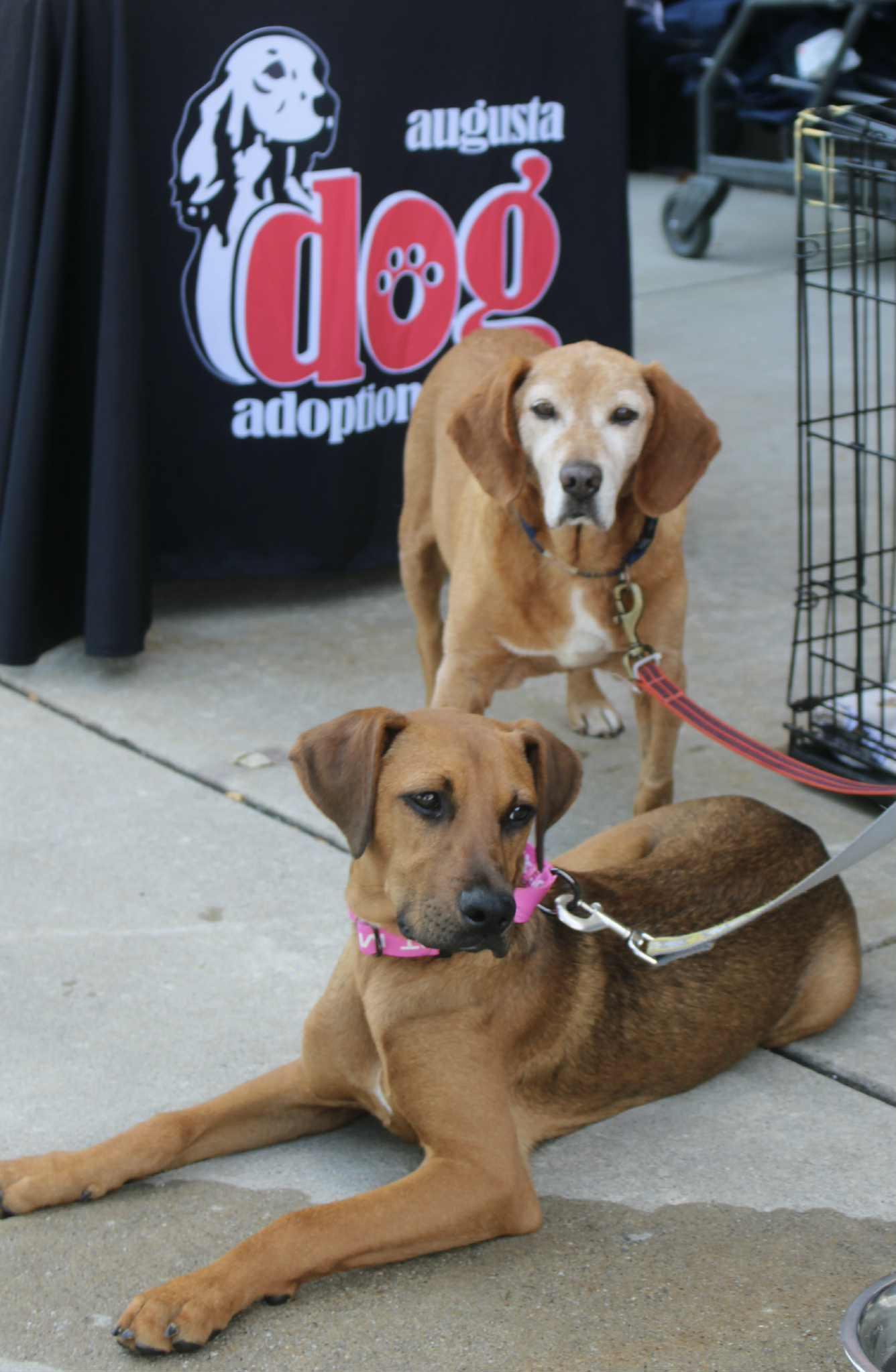 Enlarge Butterscotch, a Adoptable Beagle in Stuarts Draft, VA image 3/6