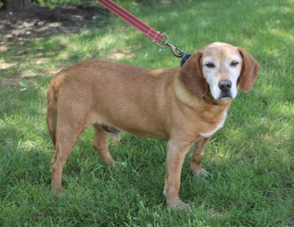 Enlarge Butterscotch, a Adoptable Beagle in Stuarts Draft, VA image 4/6