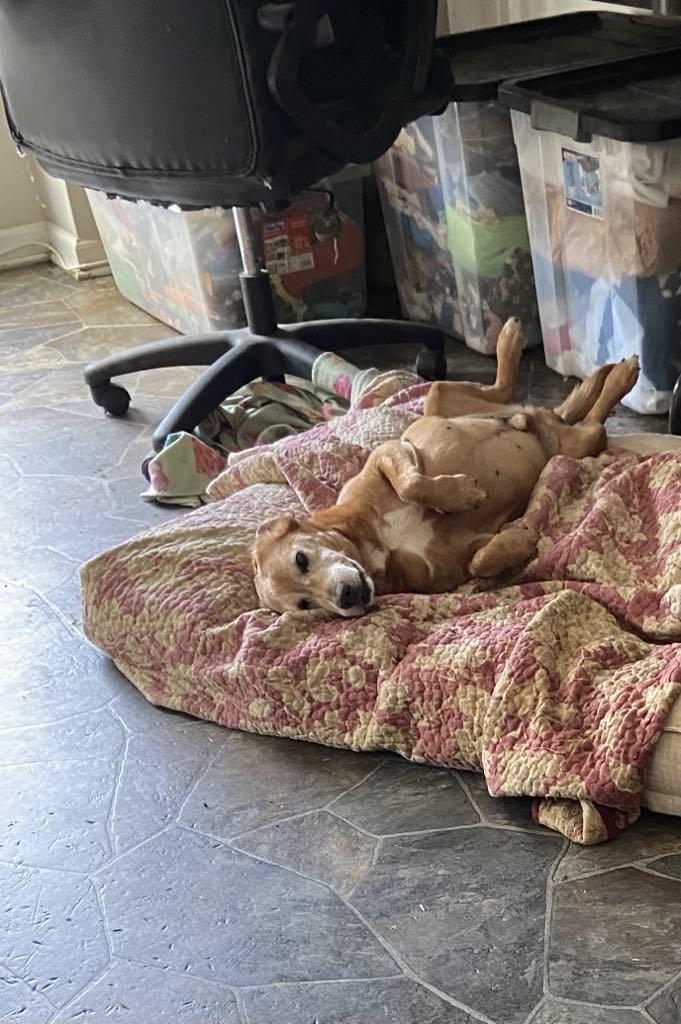 Enlarge Butterscotch, a Adoptable Beagle in Stuarts Draft, VA image 6/6