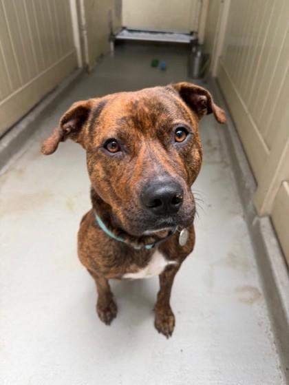 Ikaika, Adoptable, Adult Male Mixed Breed & Mixed Breed.