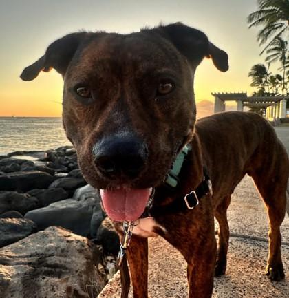 Ikaika, a Adoptable mixed breed in Honolulu, HI image 2/3