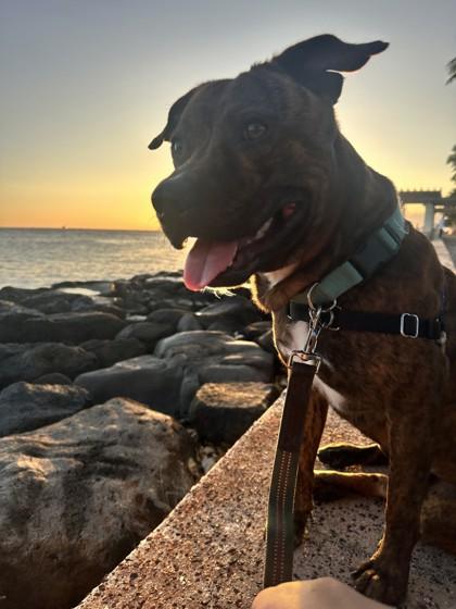 Ikaika, a Adoptable mixed breed in Honolulu, HI image 3/3