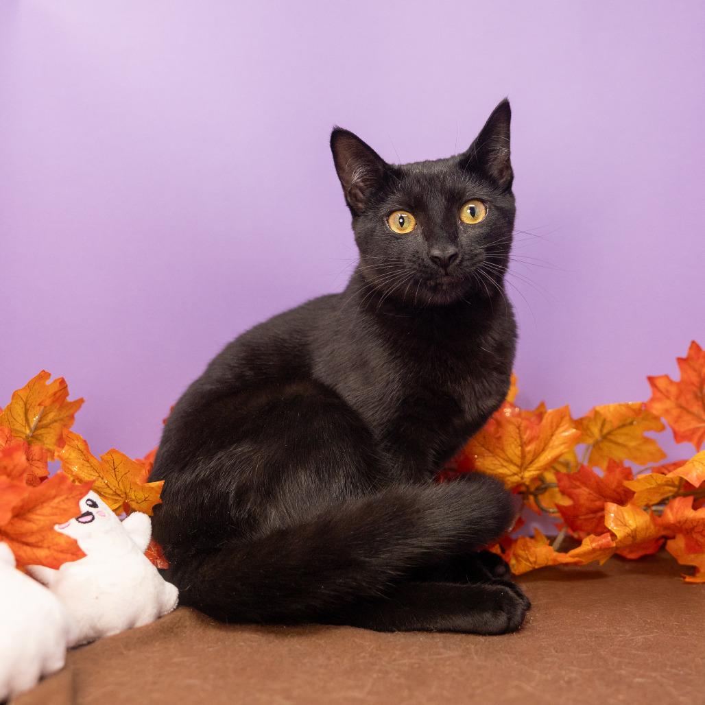 Gwen Stefani, Adoptable, Young Female Domestic Short Hair.