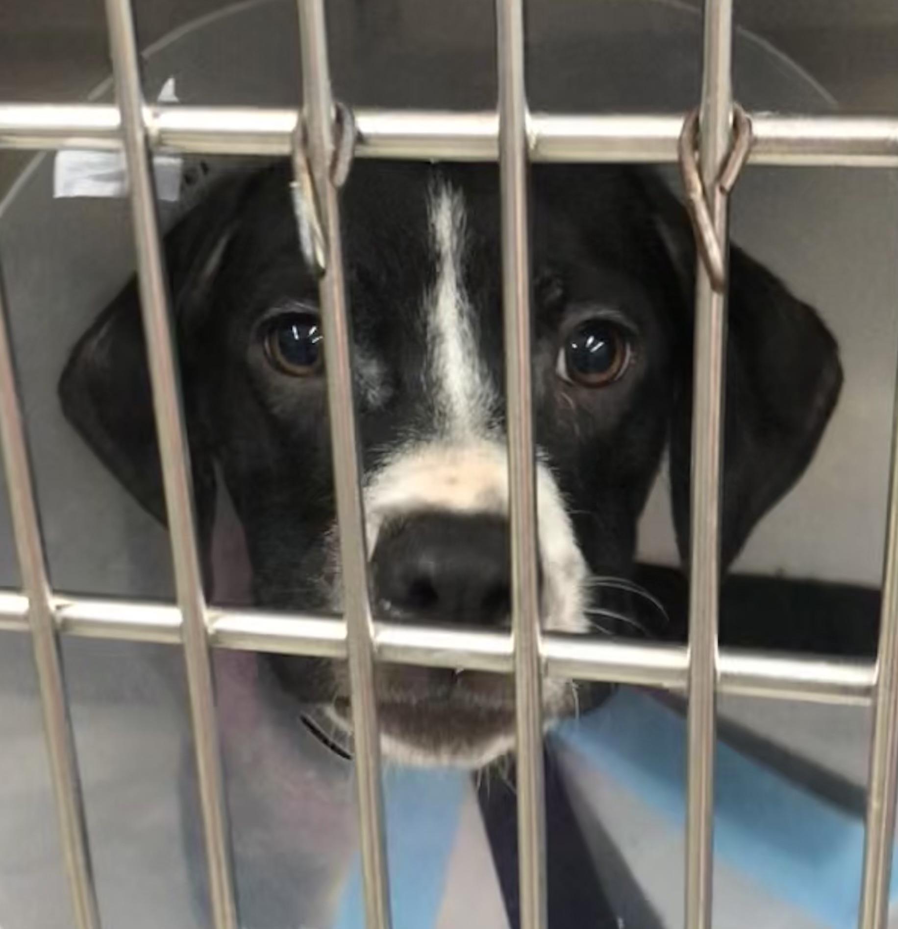 Honey, Adoptable, Puppy Female Labrador Retriever & Boxer.