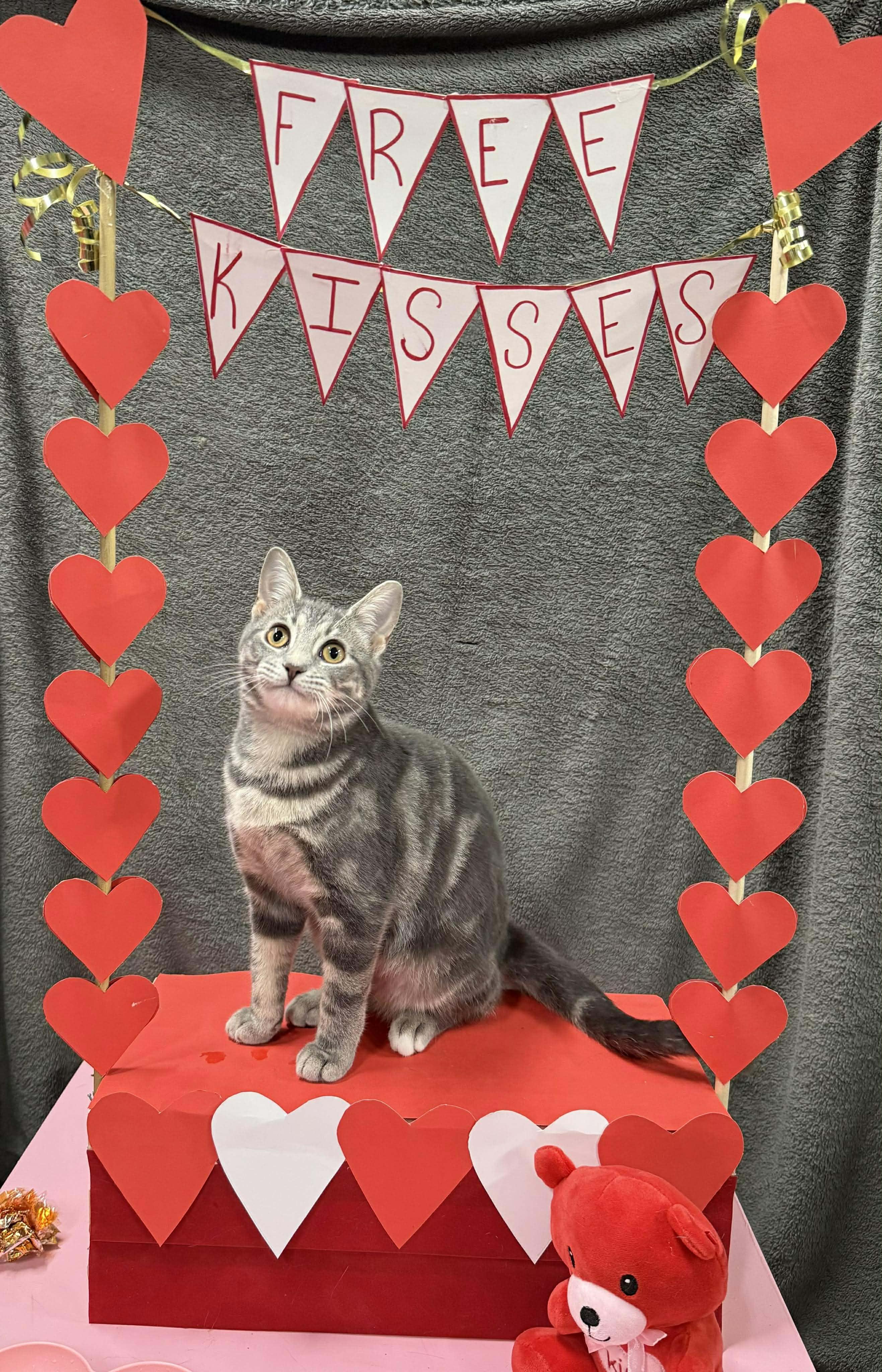 Enlarge ADELINE, a Adoptable Domestic Short Hair in Tillsonburg, ON image 2/5