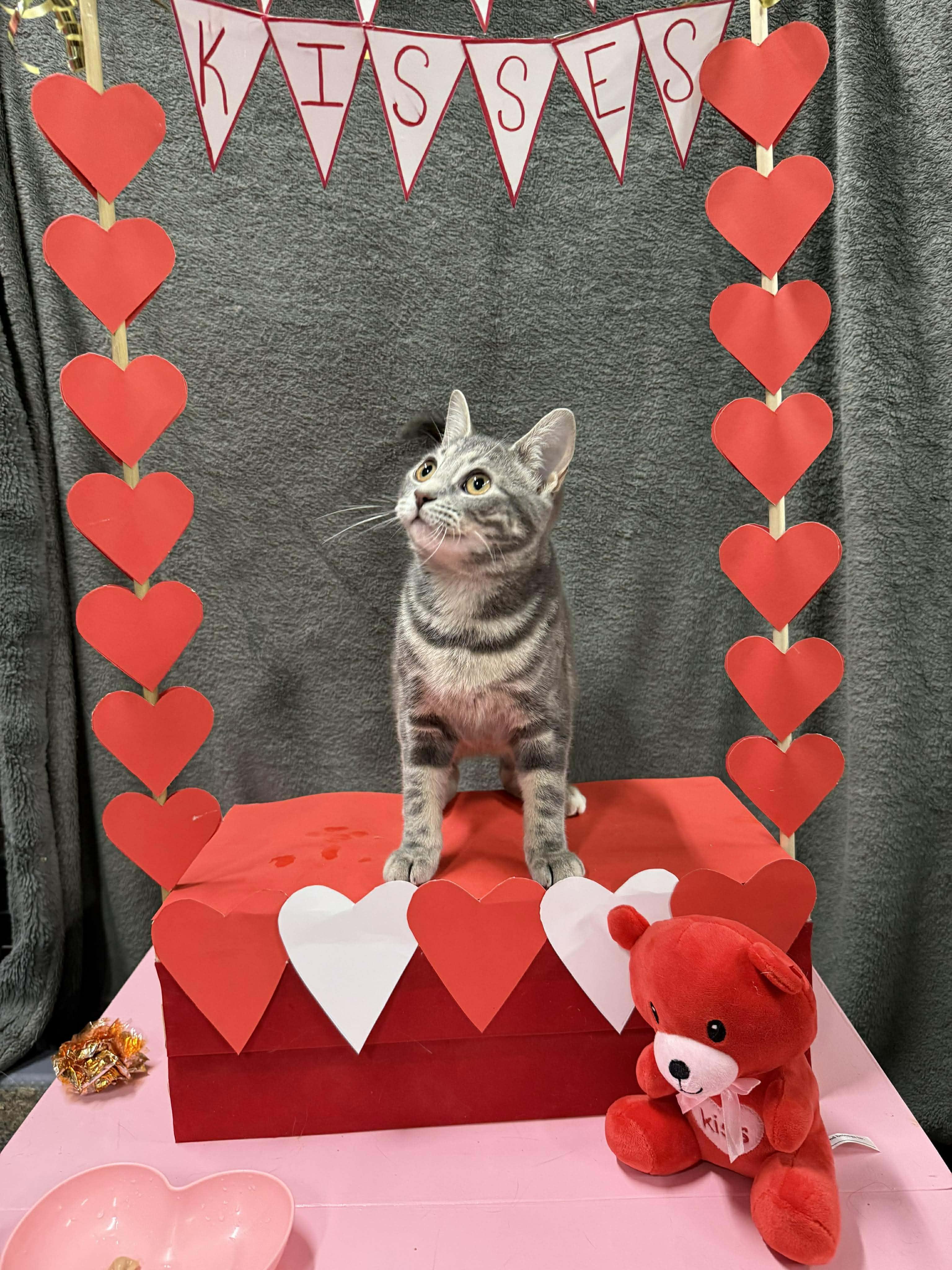 Enlarge ADELINE, a Adoptable Domestic Short Hair in Tillsonburg, ON image 5/5