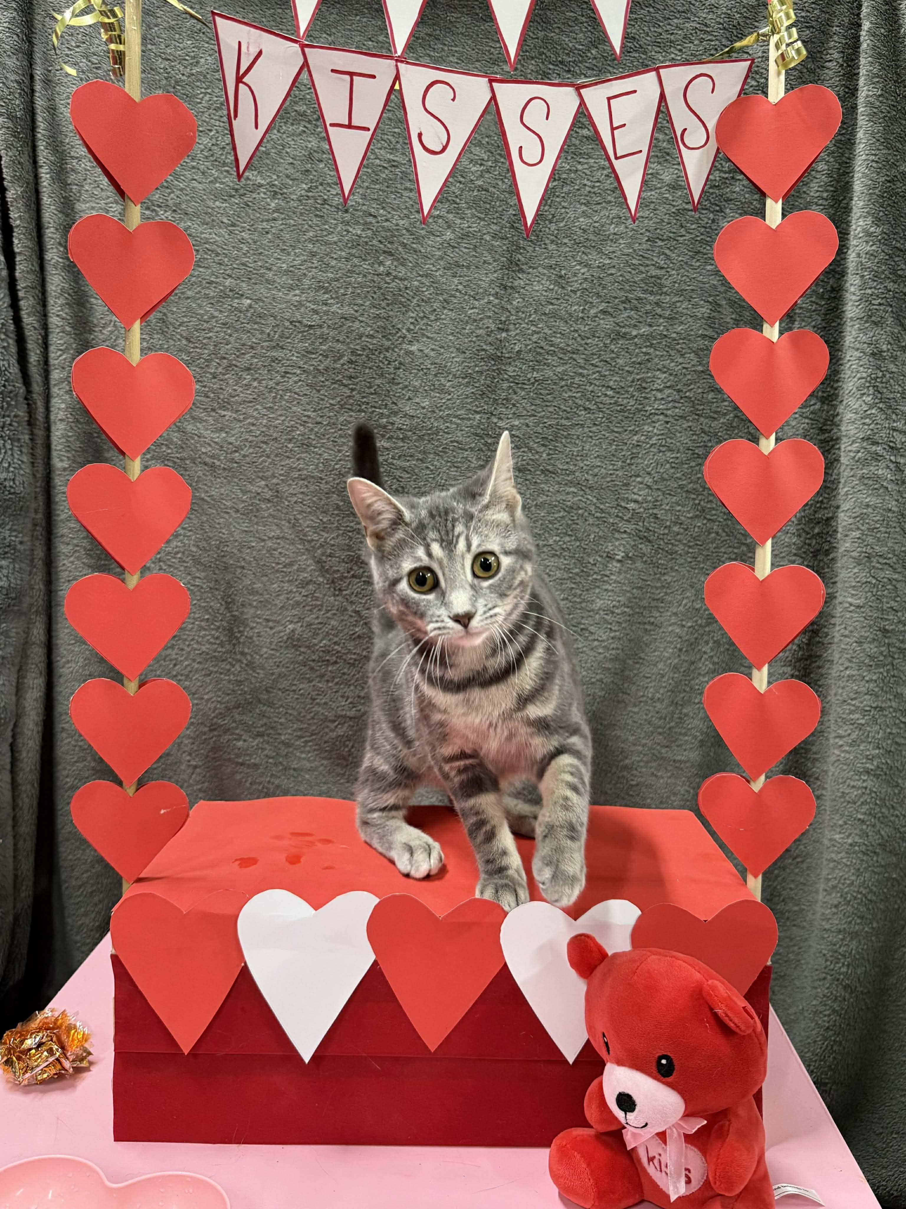 Enlarge ADELINE, a Adoptable Domestic Short Hair in Tillsonburg, ON image 4/5